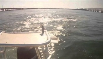 Shark attacks tarpon hits boat